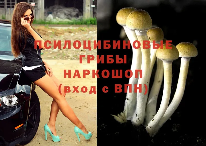 закладки  kraken как зайти  Галлюциногенные грибы Psilocybe  Печора 